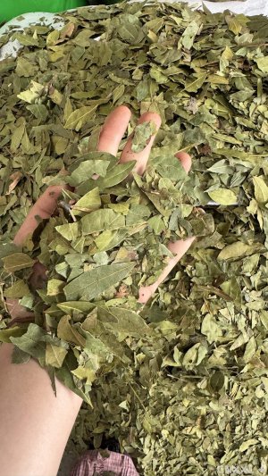 spice_10743_61b8daf4_1.jpg