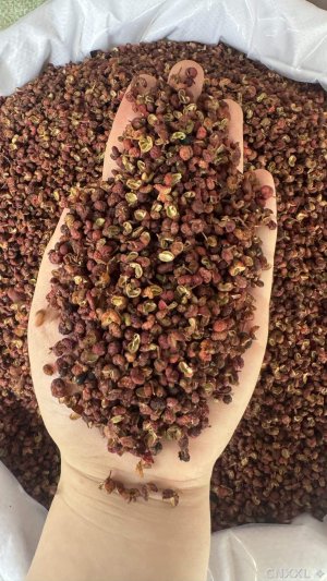 spice_11270_bf0376ad_1.jpg