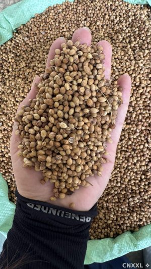 spice_1251632_da4c1a79_1.jpg