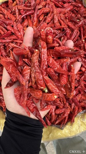 spice_12990_cc6c319b_1.jpg