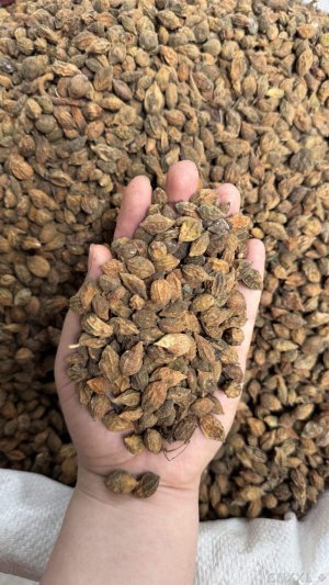 spice_13104_7c6f4f38_1.jpg