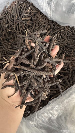 spice_13262_2f68dc69_1.jpg