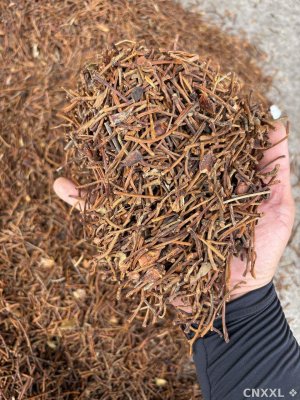 spice_1447683_4f5e4fce_1.jpg