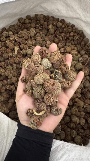 spice_1457775_313b97c8_1.jpg