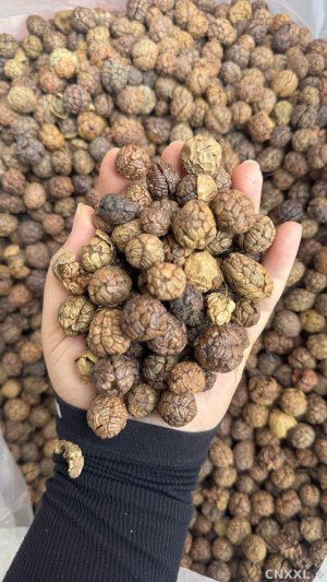 spice_14833_5880166e_1.jpg