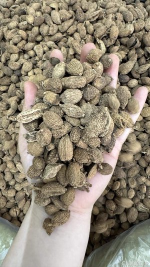 spice_15374_7113fa38_1.jpg
