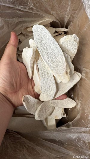 spice_15942_1ccc7c22_1.jpg