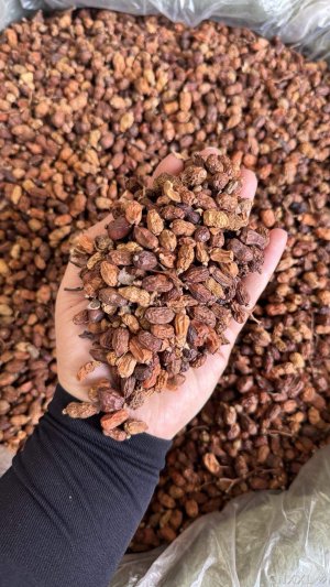 spice_16500_f240c23e_1.jpg
