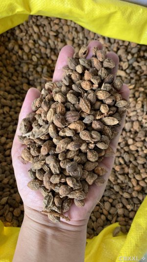 spice_17124_f56b4feb_1.jpg