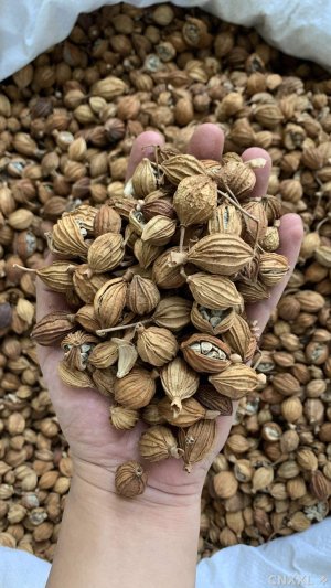 spice_17380_050b0e85_1.jpg