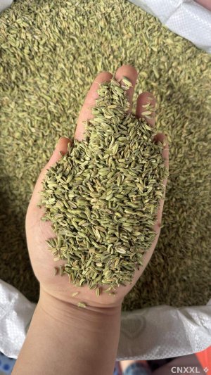 spice_18533_22c1e1e6_1.jpg