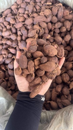 spice_18788_3ccd3bf4_1.jpg