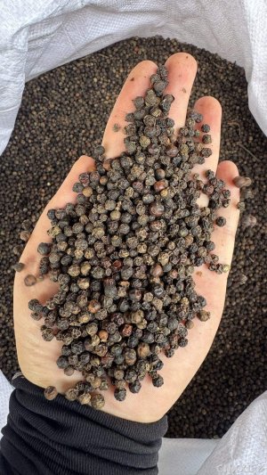 spice_19419_e49a071a_1.jpg