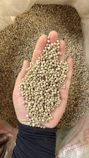 spice_19425_c8e96b35_1.jpg