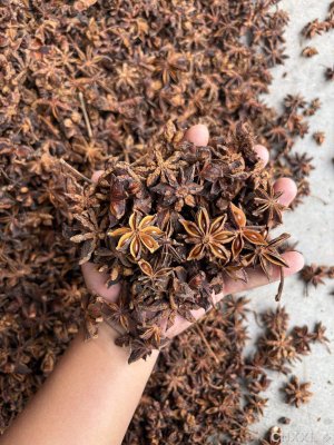 spice_1952277_1739921f_1.jpg