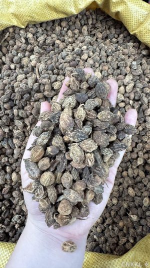 spice_2013004_22bacc31_1.jpg