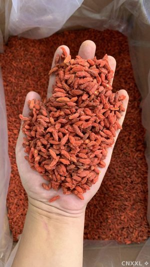 spice_20507_32ec535c_1.jpg