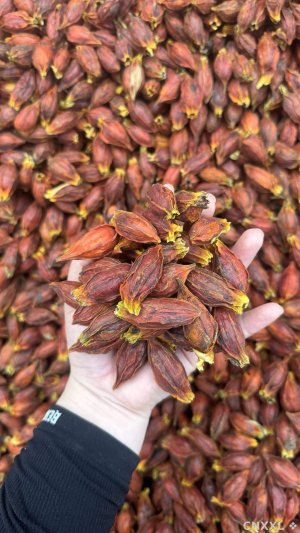 spice_2099116_c5d92595_1.jpg