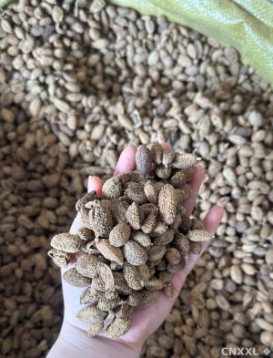 spice_21632_37ea536a_1.jpg