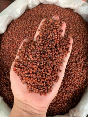 spice_22238_0bdd63df_1.jpg