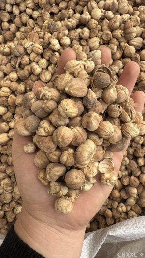 spice_22792_0c9174cf_1.jpg