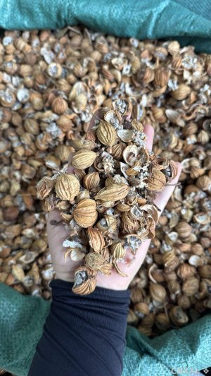 spice_23426_ba679edb_1.jpg