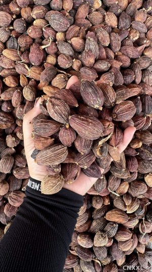 spice_25527_a2706664_1.jpg
