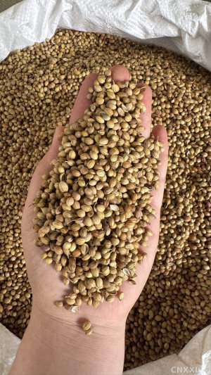 spice_25617_7f408f77_1.jpg