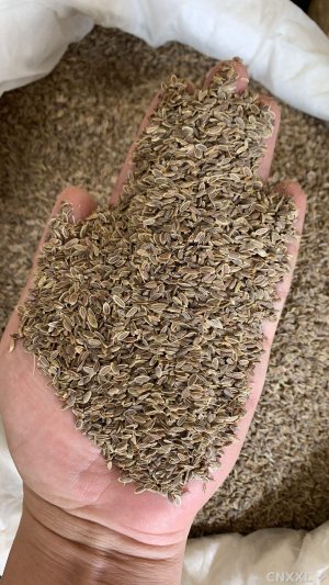 spice_26017_f77c402d_1.jpg