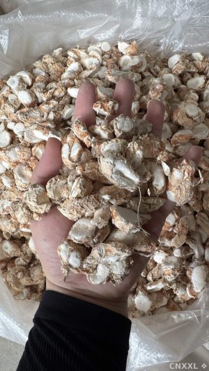 spice_26505_f3530cbd_1.jpg