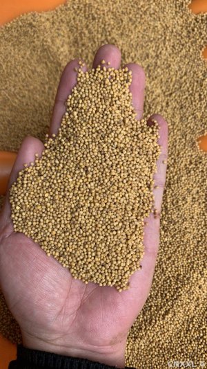 spice_26551_6ce0ea7c_1.jpg