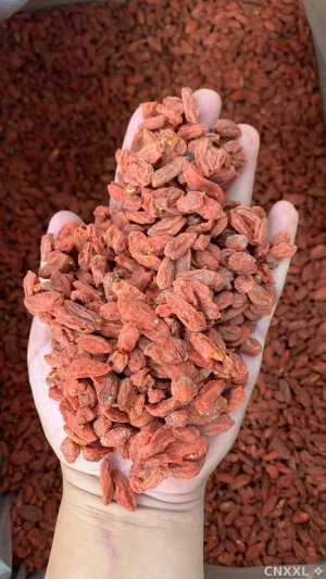 spice_26612_3c0172d6_1.jpg