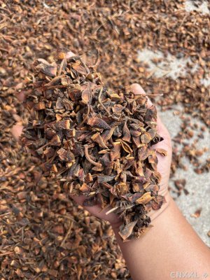 spice_27033_c740fa85_1.jpg