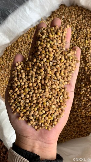 spice_27050_4a20ae3c_1.jpg