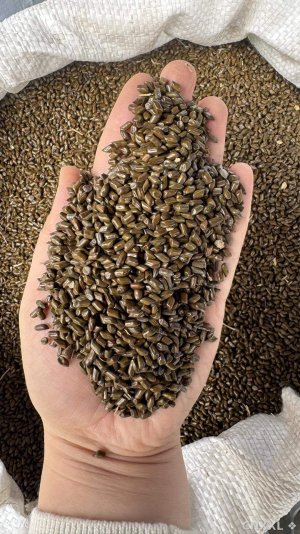 spice_27168_7ca3b40e_1.jpg