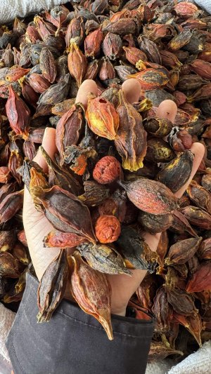 spice_2770_c4e07f37_1.jpg