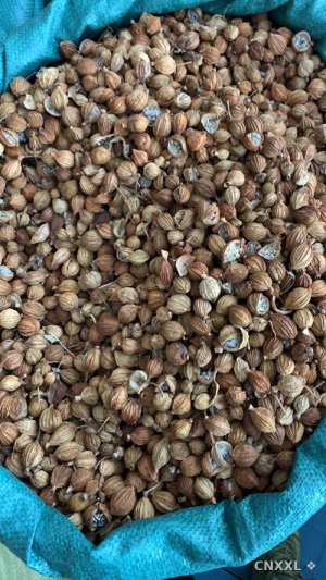spice_27749_ac1ba935_1.jpg