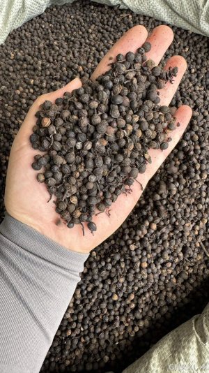 spice_27866_c4b32202_1.jpg