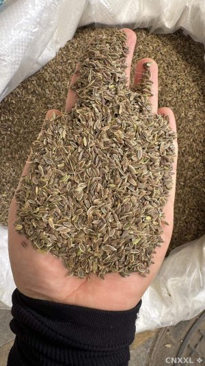 spice_27985_2f03c045_1.jpg