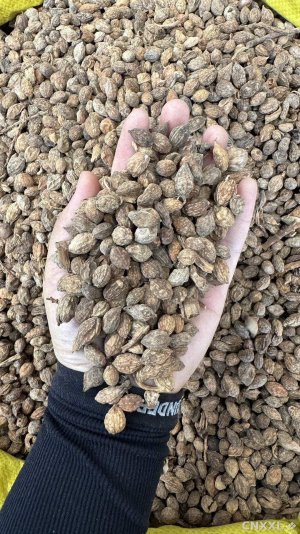 spice_28403_5c6eae13_1.jpg
