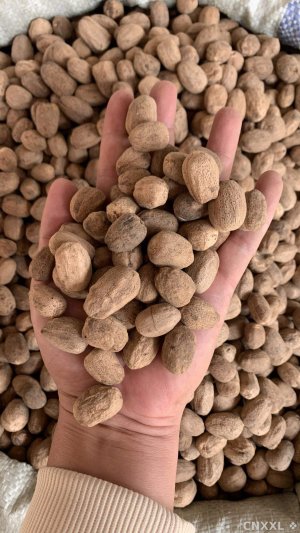 spice_28795_aa4bf02a_1.jpg
