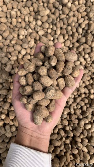 spice_29239_9f3ace04_1.jpg