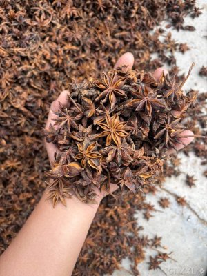 spice_39460_a767c8f1_1.jpg