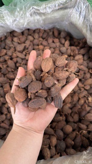 spice_457339_4288bcfa_1.jpg