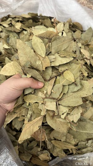 spice_597107_4c705813_1.jpg