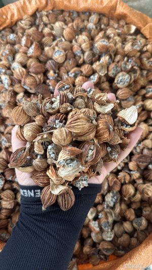 spice_652074_c8e8b03e_1.jpg