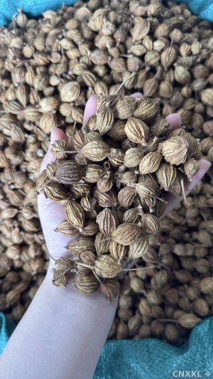 spice_757067_54e6101d_1.jpg