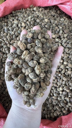 spice_757072_5ca0b88a_1.jpg