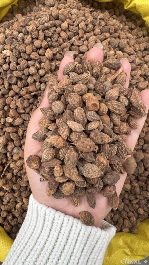 spice_8330_5c2af882_1.jpg