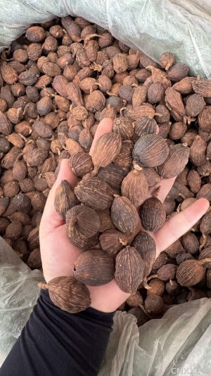 spice_8360_f6e8e3bd_1.jpg